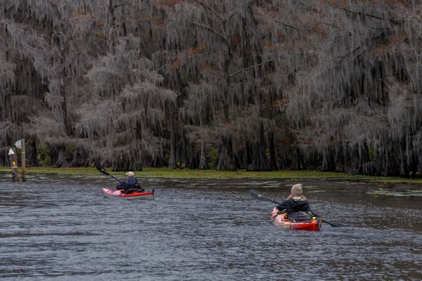 Canoeing on Caddo Lake thumbnail