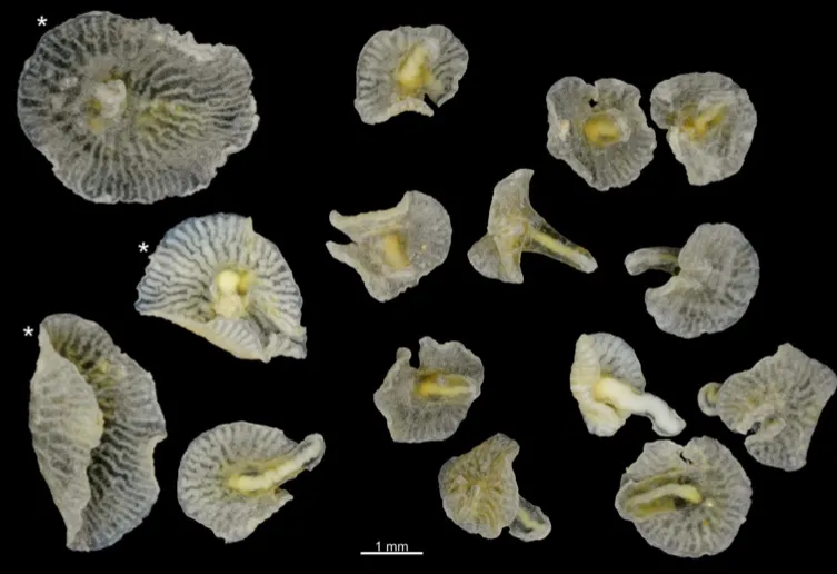 The shriveled specimens, originally collected in 1986. Photo: Just et al., PLOS ONE