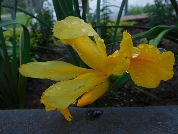 Iris after the rainstorm bent to ground thumbnail
