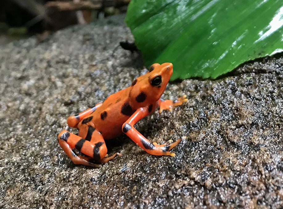 These Captive-Bred Frogs Are Facing Predators and the Chytrid Fungus to ...