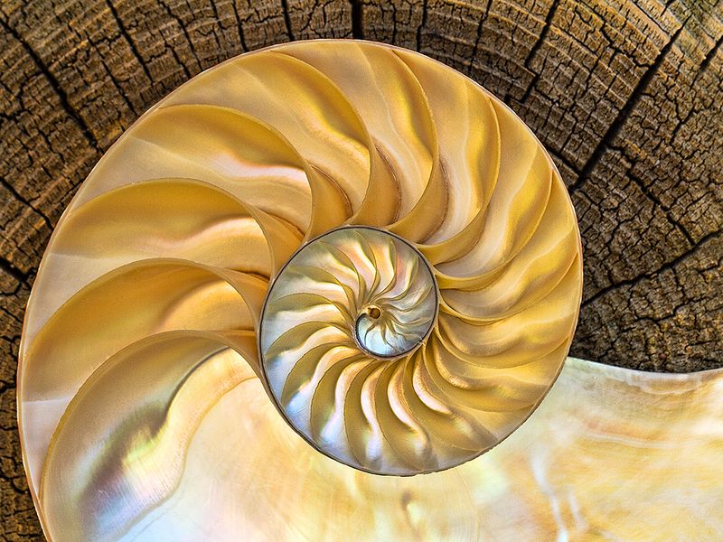 This is a photograph of a nautilus shell which has been sawed in half