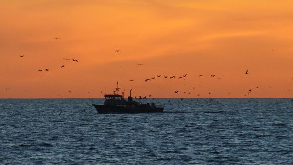 A fishing boat returns to the marina after a day's work thumbnail