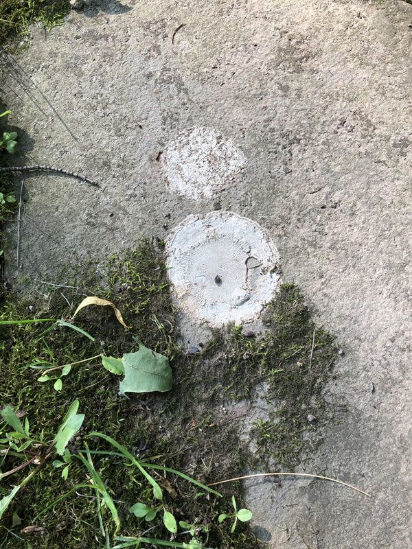 Happy Lichen has a Star thumbnail