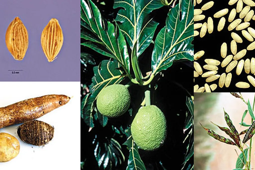 Crops to feed the hungry