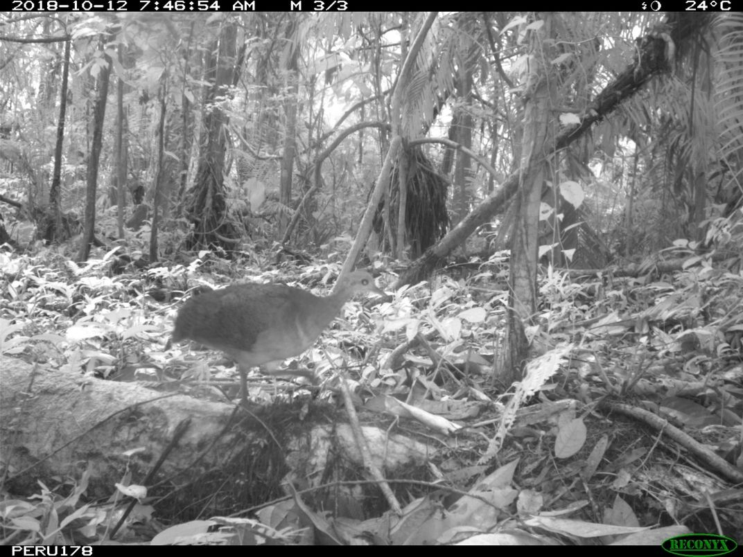 A great tinamou (Tinamus major) caught on camera