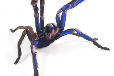Chilobrachys natanicharum, the electric blue tarantula