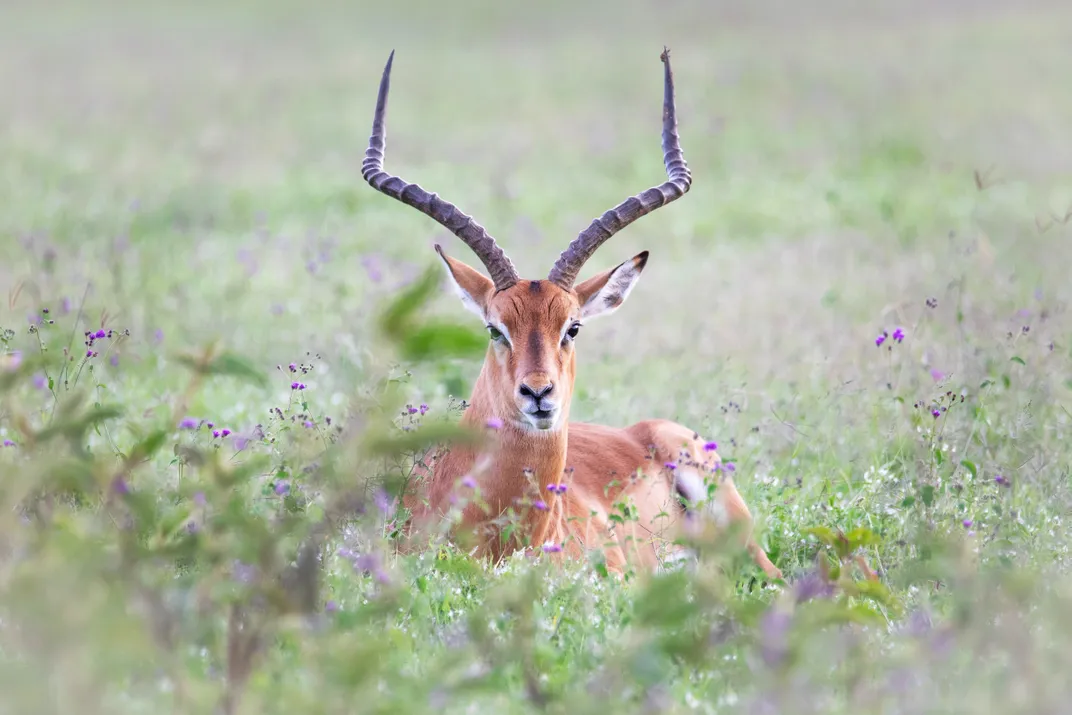 An impala with impressive horns