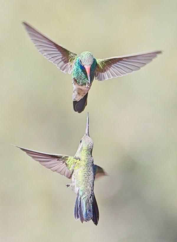 Broad-billed Hummingbirds thumbnail