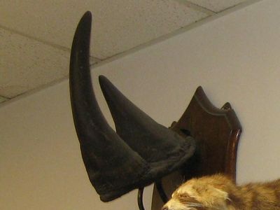 The stolen horn in Torrey Hall