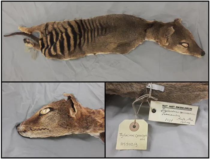 three images; one Tasmanian tiger pelt's body, one of the head, and one showing tags that say thylacine and natural history museum