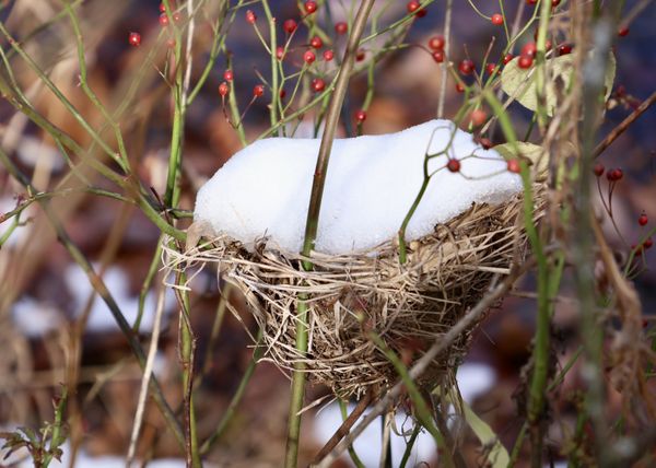 snow in a bird nest thumbnail