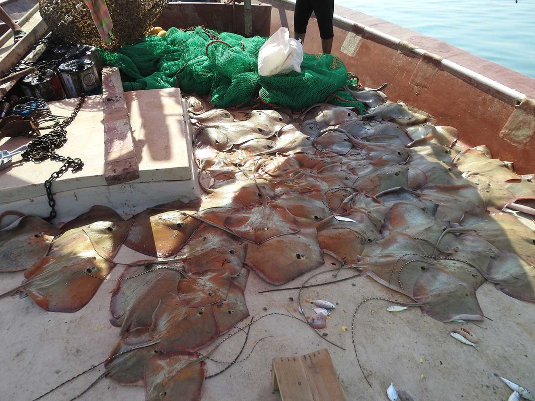 Trawl Haul of Rays