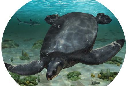 An illustrated reconstruction of Leviathanochelys aenigmatica.