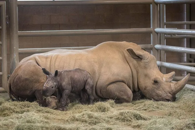 Artificially Conceived Southern White Rhino Offers Hope for Critically Endangered Cousin