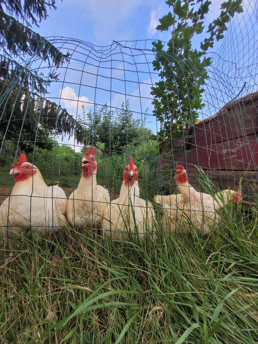 Personalities Of Chickens Smithsonian Photo Contest Smithsonian