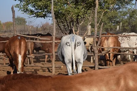 New research suggests painting eyes on cattle behinds can help protect them from predators. 


