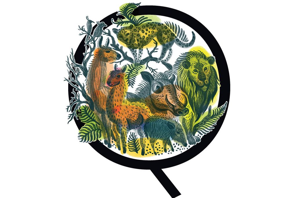 Illustration of smaller animals