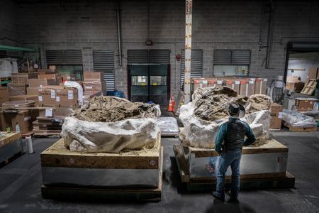 Clayton Phipps looks over the massive ceratopsian fossil. The ancient creature’s rib cage is on the left and the pelvis on the right.