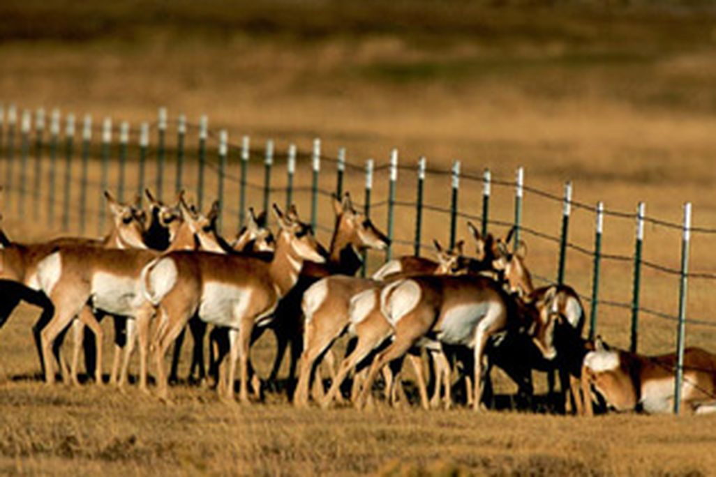 Grand Teton herd of pronghorns