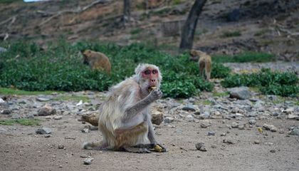 How Do Animals Change Their Social Habits as They Age?