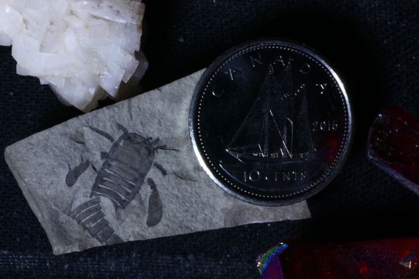 Rare Eurypterid Silurian Sea Scorpion Fossil, Fort Erie ON.  As found. Canon T2i with 50mm Macro Lens thumbnail
