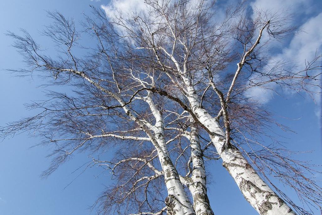 Birch Tree