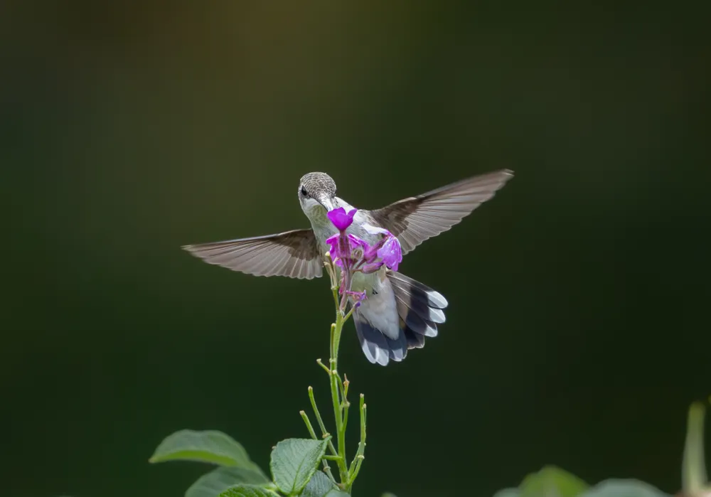 A young ruby-throated hummingbird forages on the last of the blooming fireweed along Maine's midcoast. This bird was one of the last hummingbirds to migrate through the area, and had more limited options for getting nectar than earlier in the season.