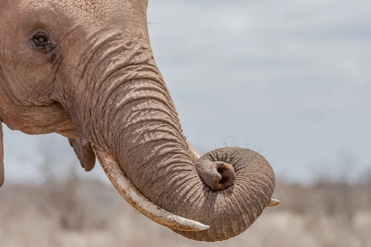 elephant trunk