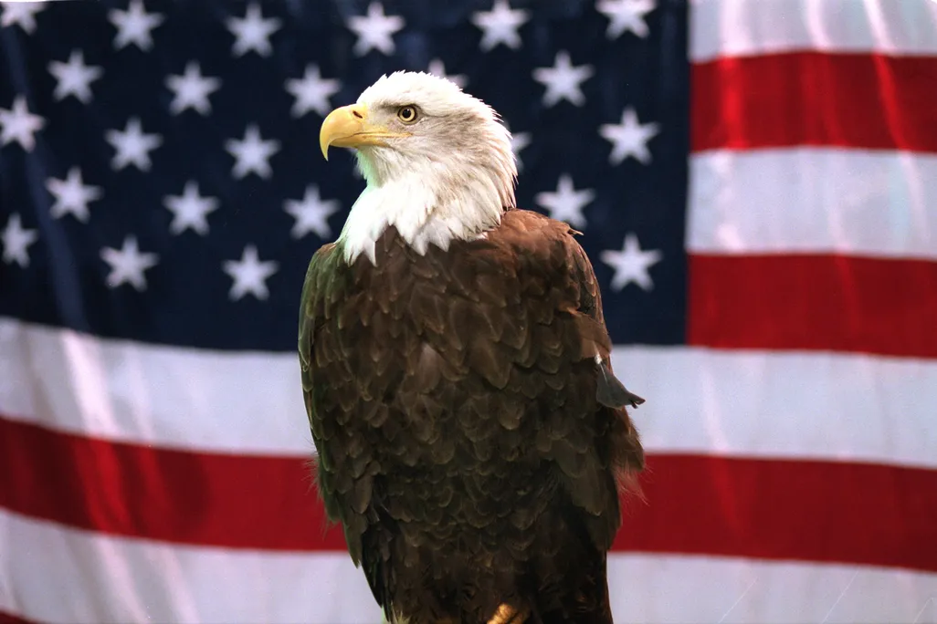 Bald eagle in front of American flag
