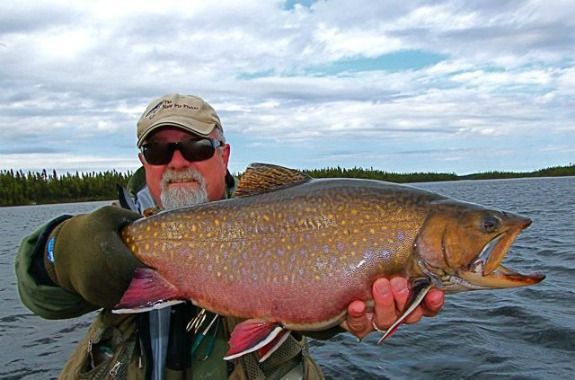 The brook trout