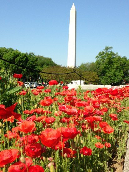 Poppies Washington Monument