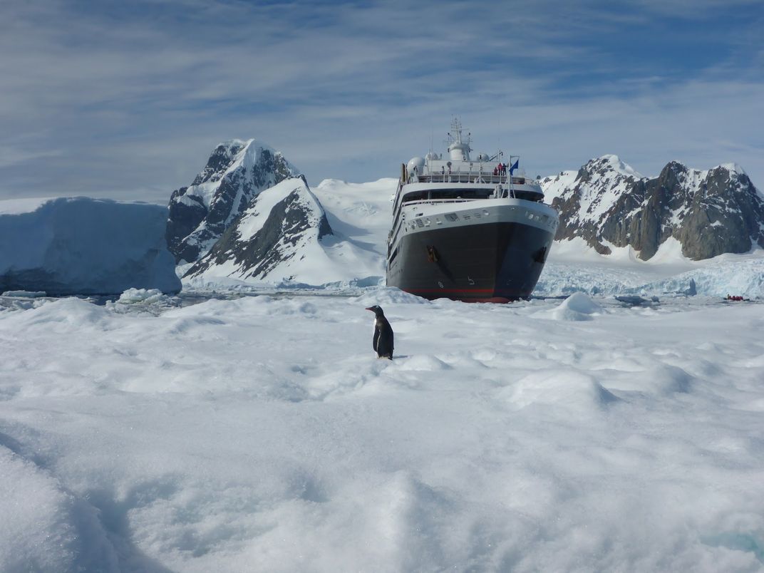 Penguin gazing at Le Boréal. Credit: Katryn Wiese