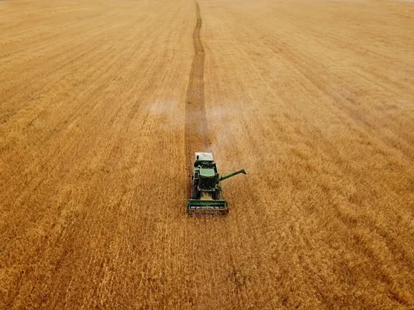 Wheat harvest 1 thumbnail