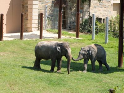 Shanthi, 34, and Kandula, 8, in the Elephant Trails yard after the first phase of renovations were completed in 2010 at the Smithsonian National Zoo.