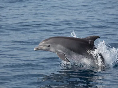 A common bottlenose dolphin swimming off the coast of France.&nbsp;