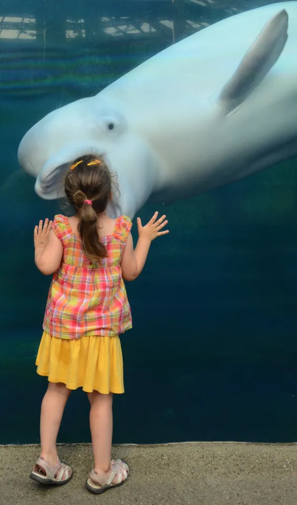 My daughter kissing a beluga whale through the tick glass at the Mystic Aquarium in CT. This image is one of a whole series of photos with my child and the beluga playing along the glass wall. thumbnail