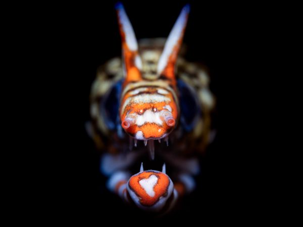 Dragon Moray showing its true colors thumbnail