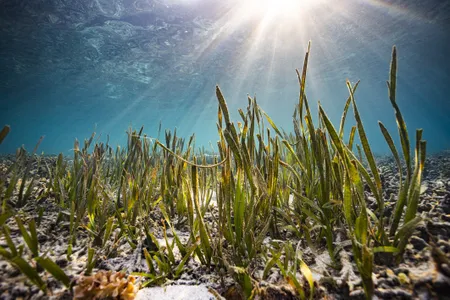 Struvite is a nuisance for wastewater treatment plants, as it can clog pipes and lines. But the crystal, which is high in phosphorous, nitrogen, and magnesium, makes an excellent slow-release fertilizer for seagrass.