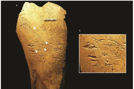Potential human ancestor Homo heidelbergensis used this 480,000-year-old bone hammer to create flint tools.