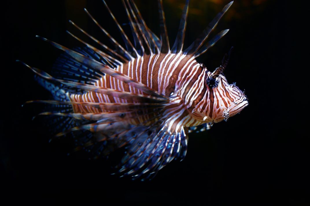 Lionfish | Smithsonian Photo Contest | Smithsonian Magazine