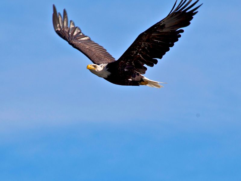 The Eagle Flies on Friday Smithsonian Photo Contest Smithsonian