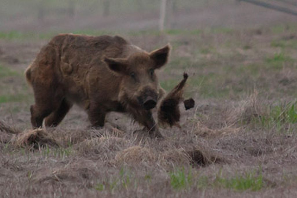 20110926102006wild-boar.jpgA wild boar doing some damage