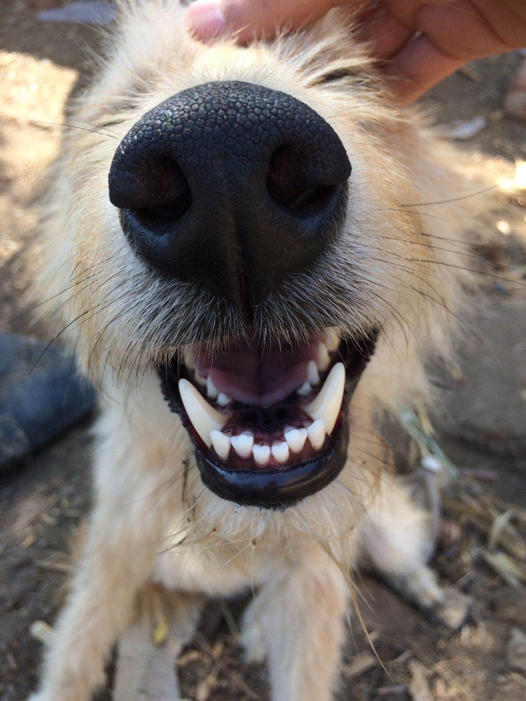 Funny dog Smithsonian Photo Contest Smithsonian Magazine