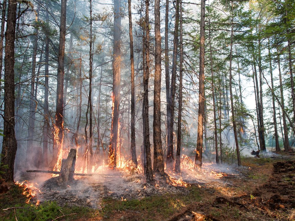 Forest fire in Siberia