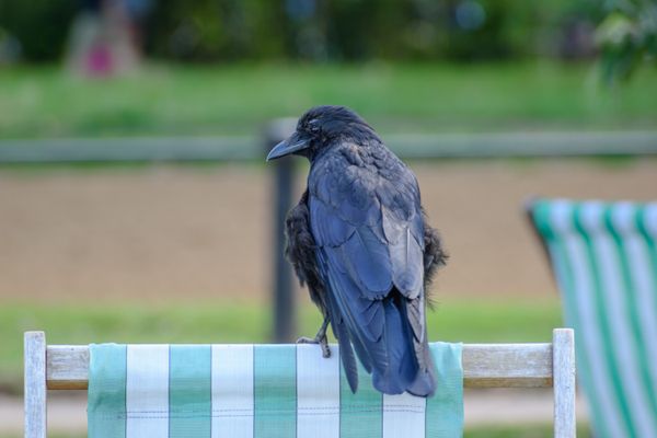 A crow in Hyde Park thumbnail