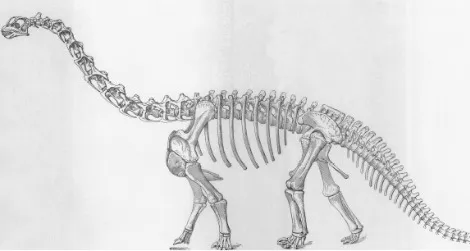 Camarasaurus, as envisioned by Erwin Christman