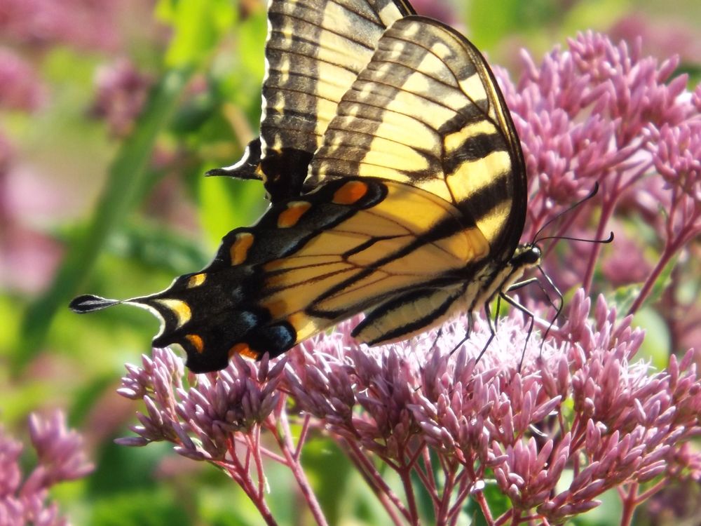 Eastern tiger swallowtail Butterfly. Harkness State Park Waterford, CT
