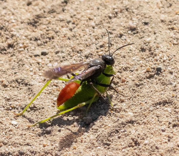 Ichneuman Wasp + Prey Grasshopper thumbnail