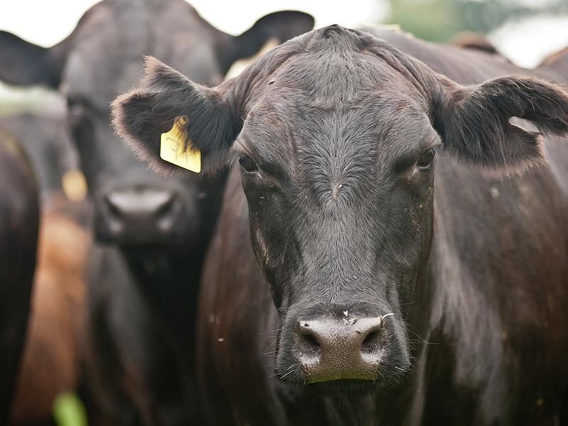 Black Angus Cow