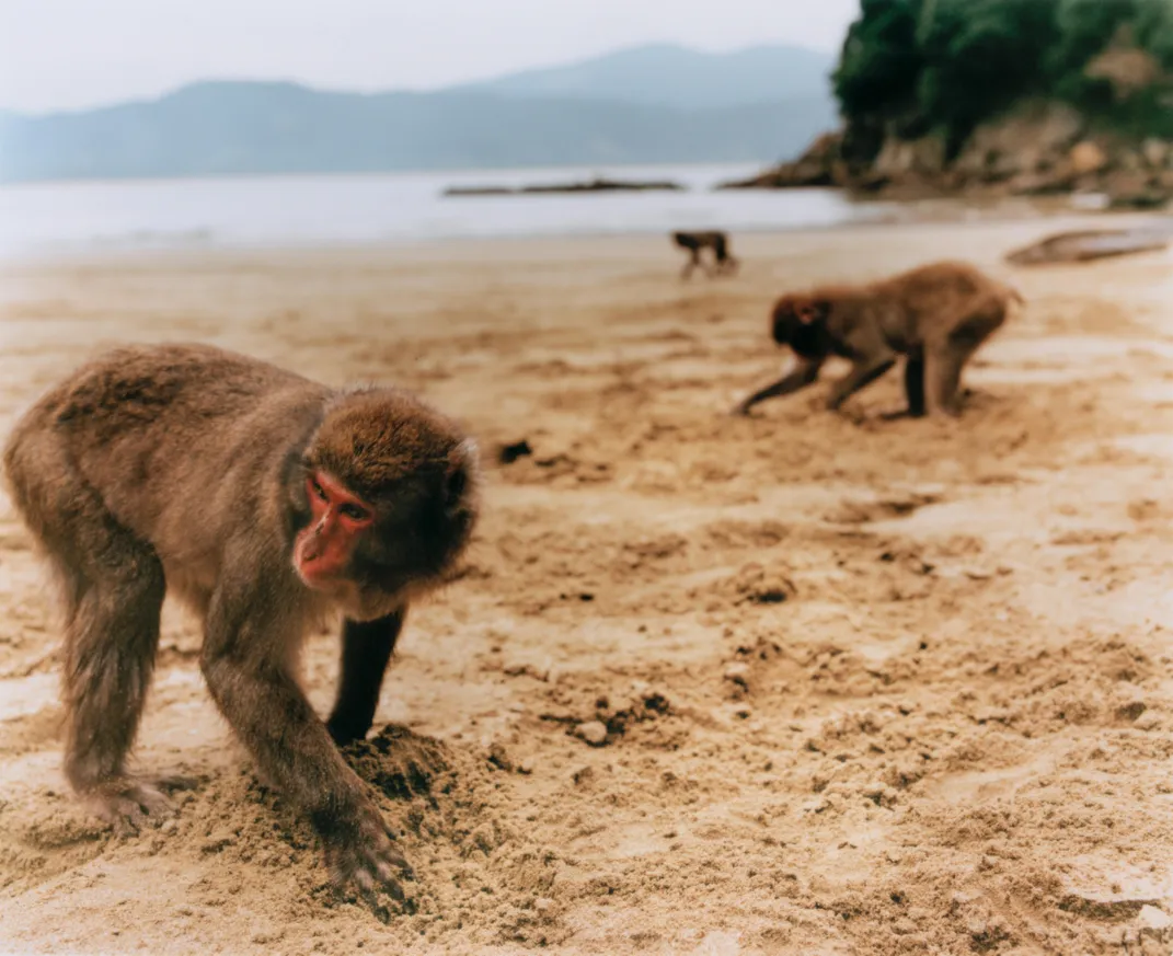 An adult female digs for wheat grains after provisioning on Koshima.